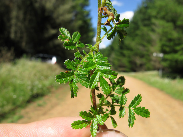 Acaena novae-zelandiae