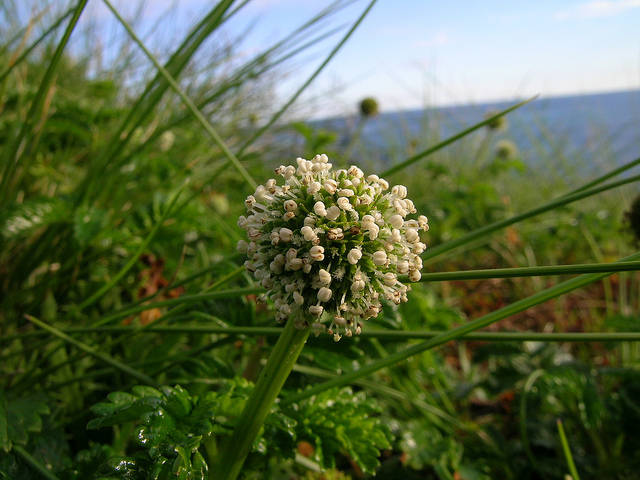 Acaena novae-zelandiae (Acaena novae-zelandiae)