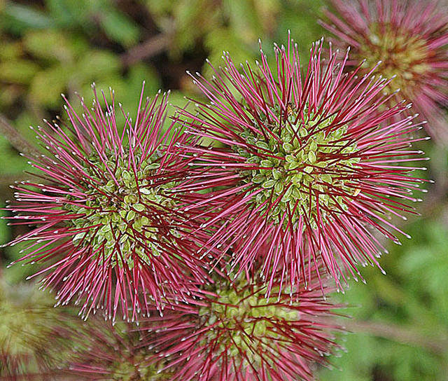 Acaena ovalifolia