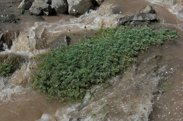 Acaena ovalifolia