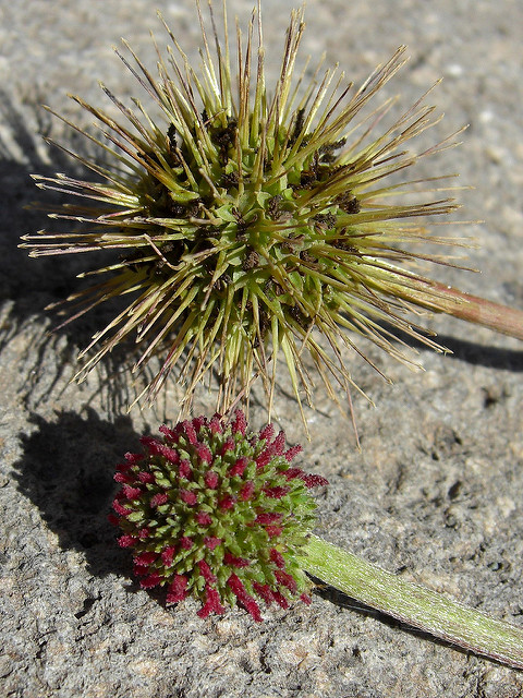 Acaena ovalifolia