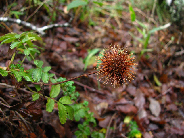Acaena ovalifolia