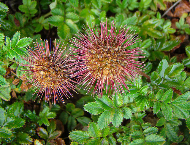 Acaena ovalifolia (Acaena ovalifolia)