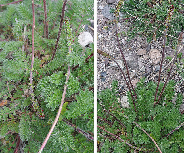 Acaena pinnatifida