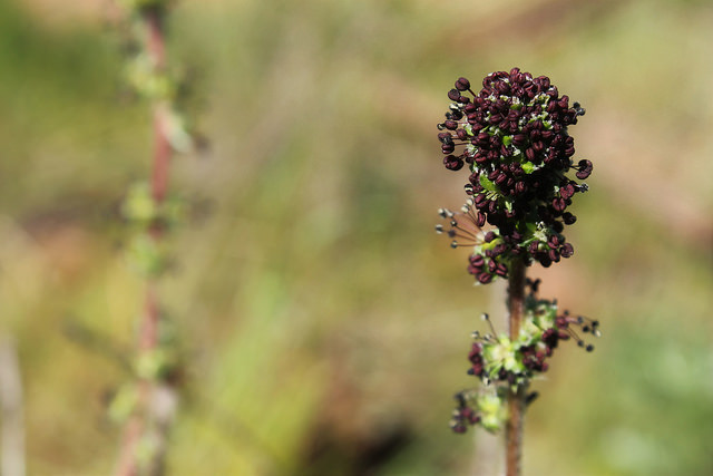 Acaena pinnatifida (Acaena pinnatifida)