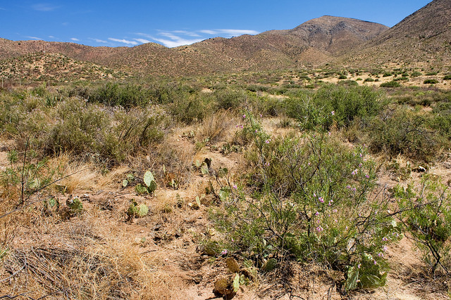 Acalypha californica