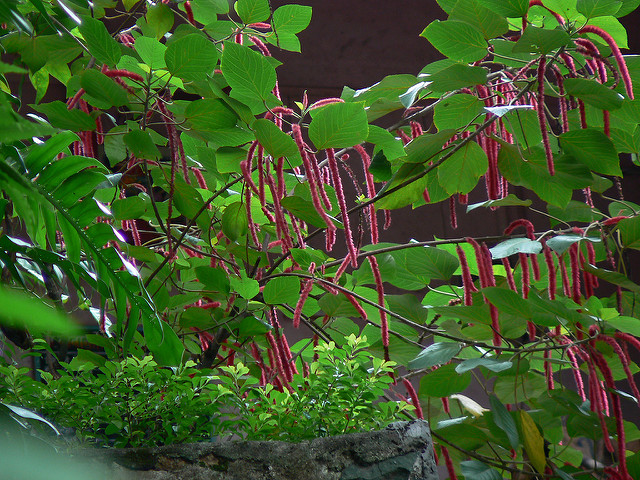 Queue de chat (Acalypha hispida)