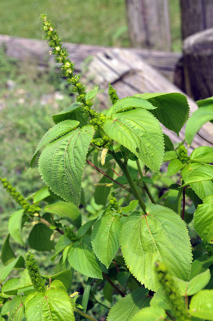 Acalypha ostryifolia
