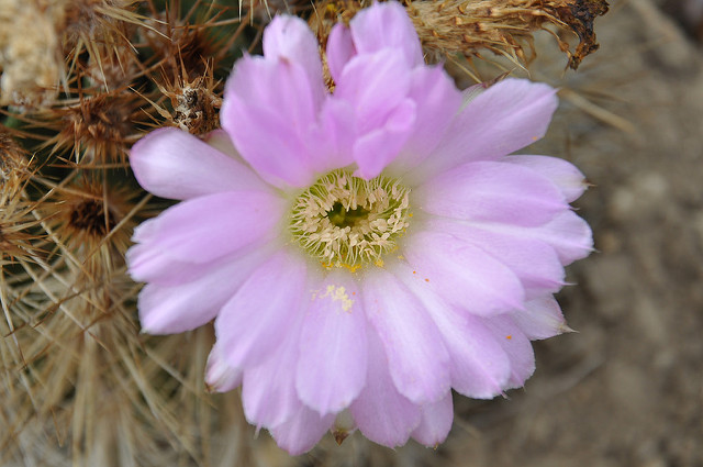 Acanthocalycium spiniflorum