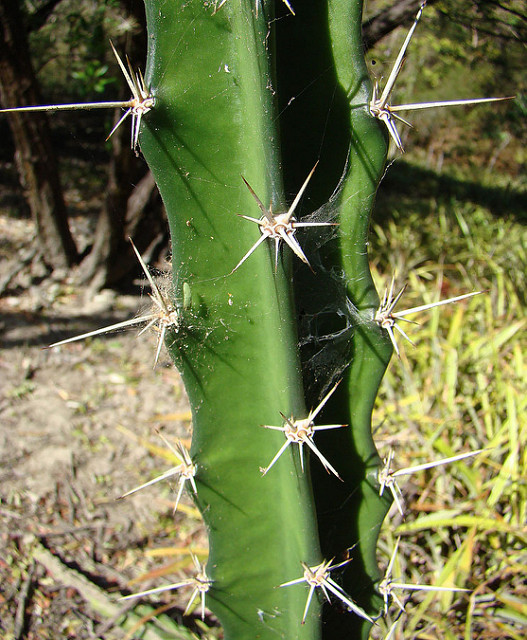 Acanthocereus tetragonus