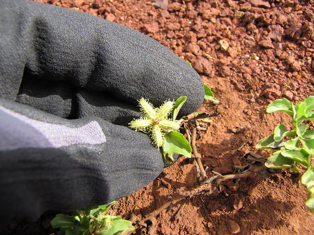 Acanthospermum australe