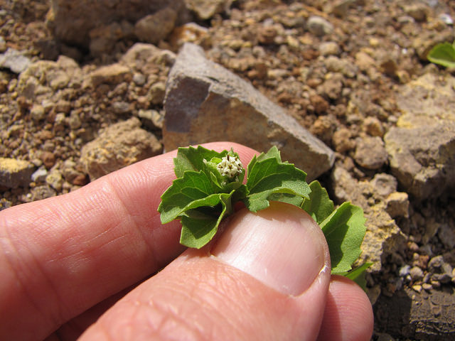 Acanthospermum australe