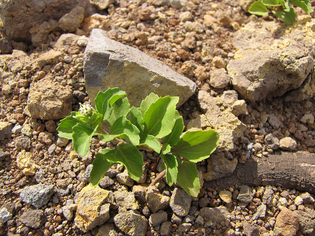 Acanthospermum australe (Acanthospermum australe)