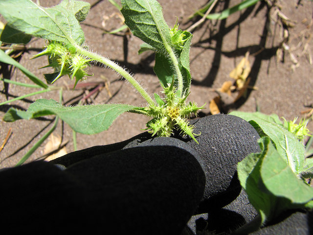 Acanthospermum hispidum (Acanthospermum hispidum)
