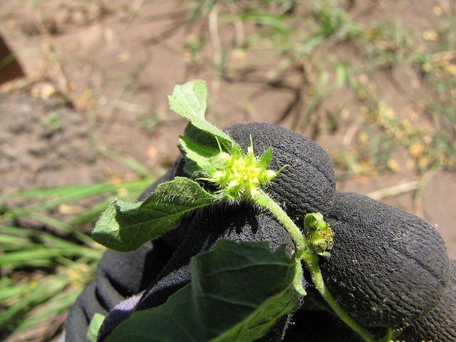 Acanthospermum hispidum