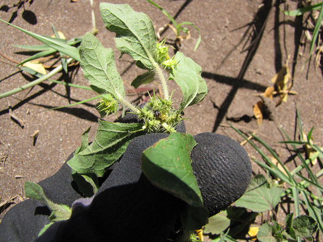 Acanthospermum hispidum