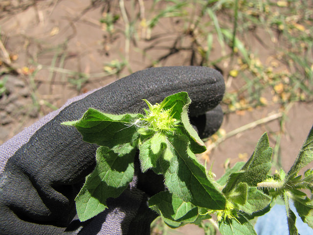 Acanthospermum hispidum