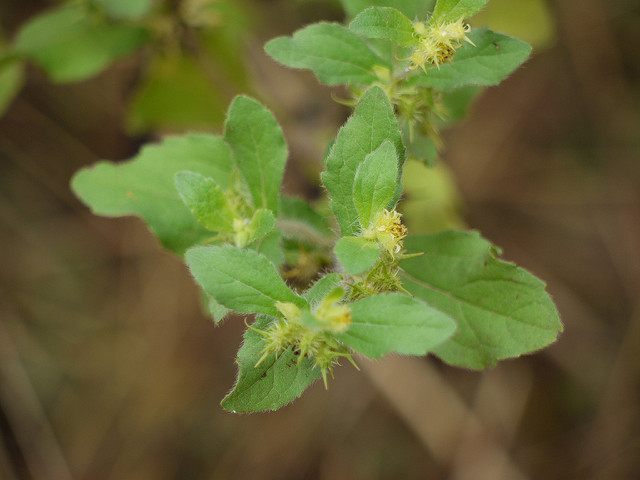 Acanthospermum hispidum