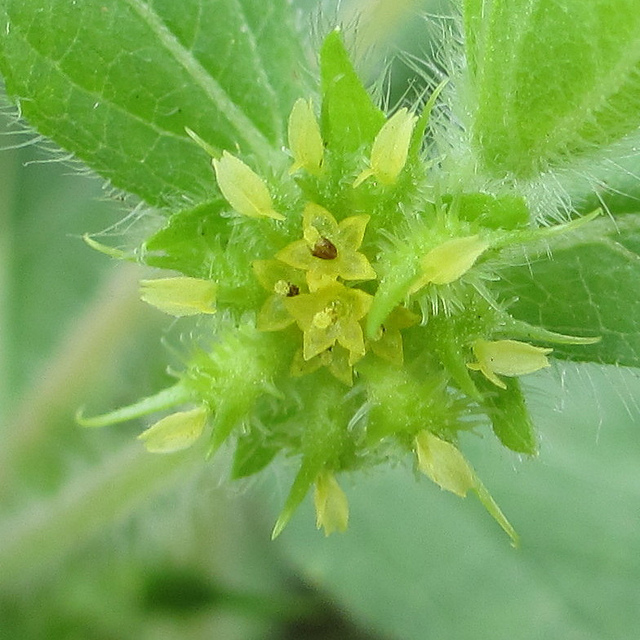 Acanthospermum hispidum