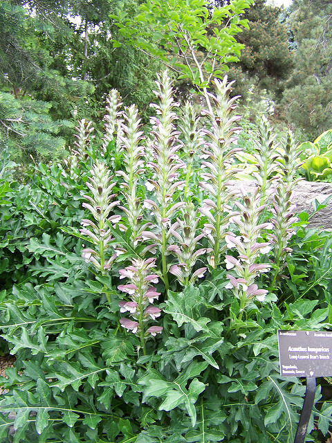 Acanthe de hongrie (Acanthus hungaricus)
