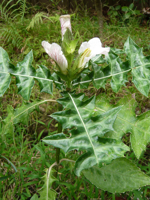 Acanthus ilicifolius