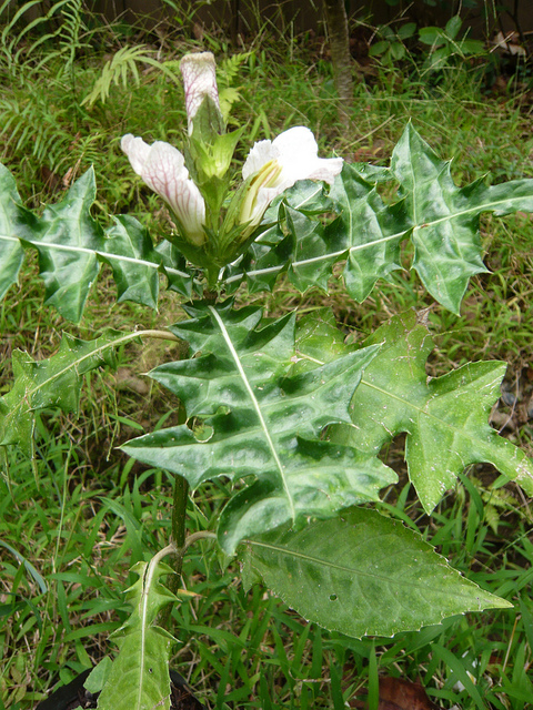 Acanthus ilicifolius
