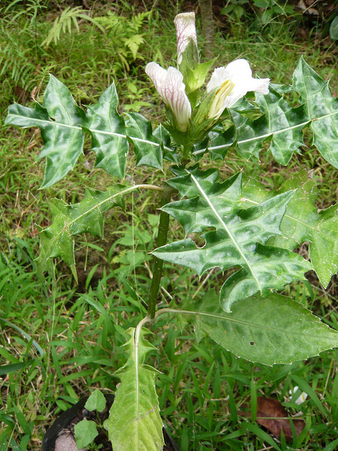 Acanthus ilicifolius