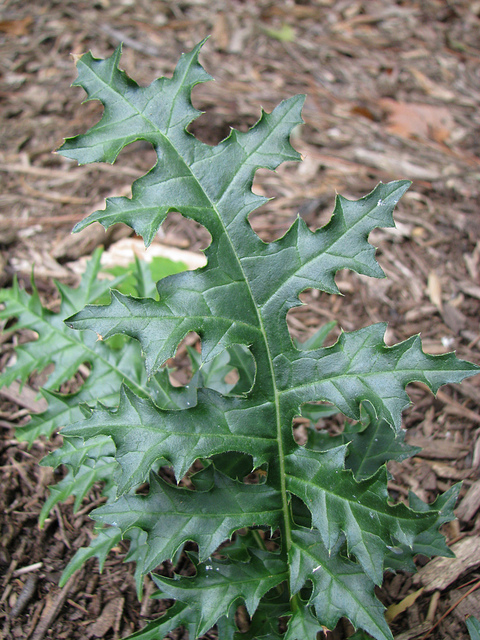 Acanthe épineuse (Acanthus spinosus)