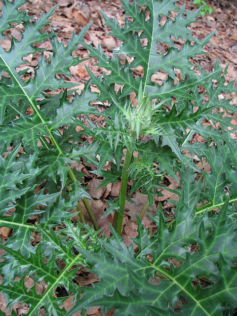 Acanthe épineuse
