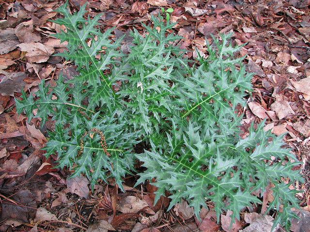 Acanthe épineuse