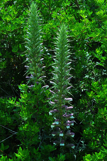 Acanthe épineuse