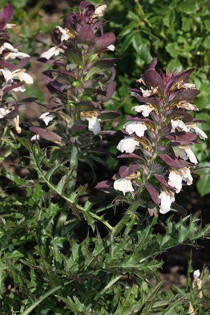 Acanthe épineuse