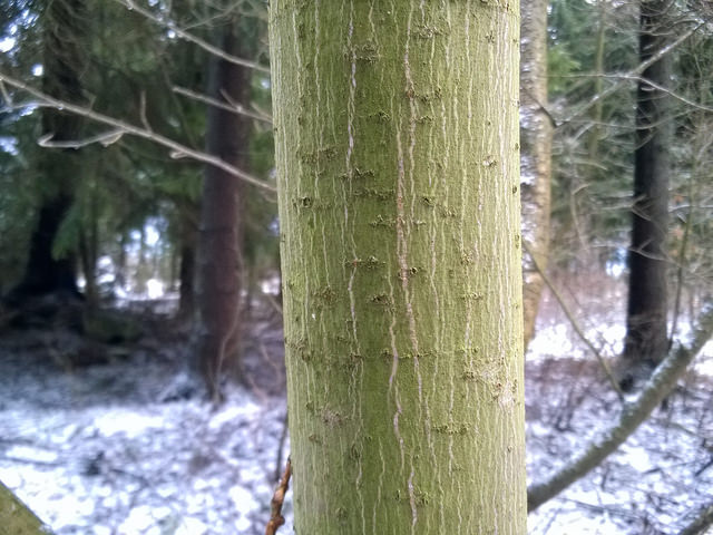 Acer barbinerve (Acer barbinerve)