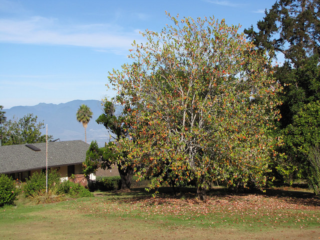 Érable trident (Acer buergerianum)