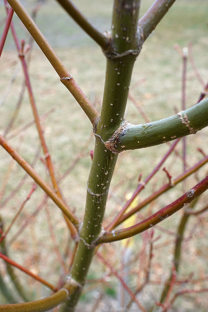 Acer campbellii (Acer campbellii)