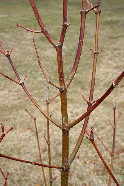 Acer campbellii