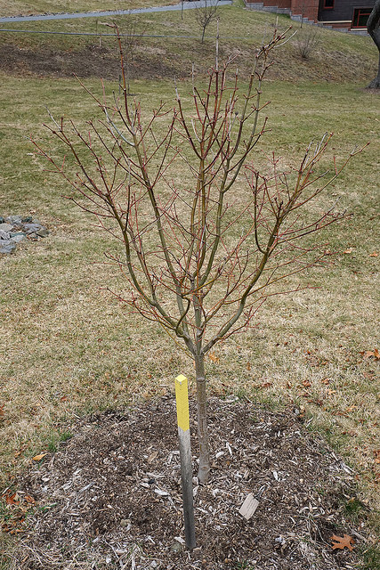 Acer campbellii