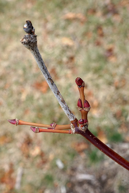 Acer campbellii