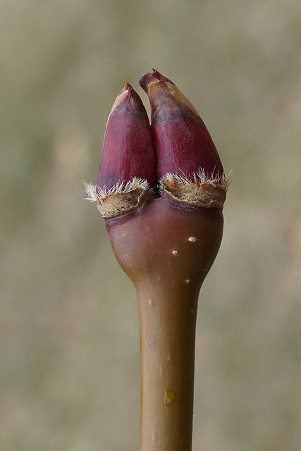 Acer campbellii