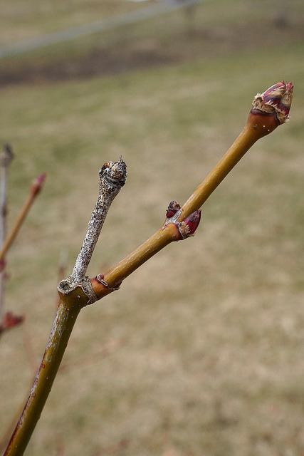 Acer campbellii