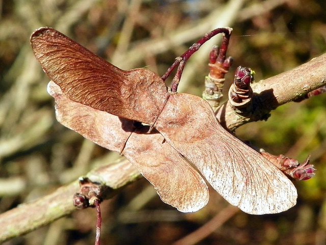 Érable champêtre (Acer campestre)