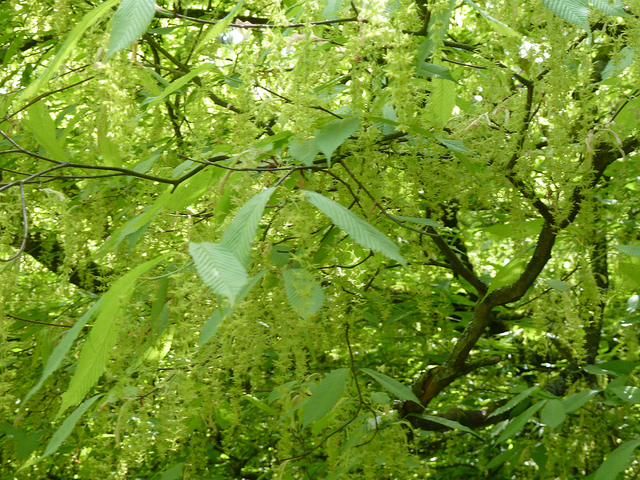 Erable à feuilles de charme