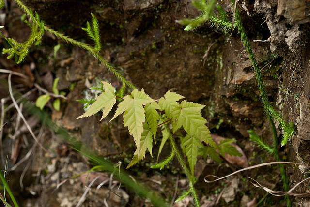 Acer caudatifolium (Acer caudatifolium)