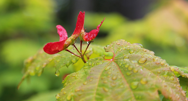 Érable circiné (Acer circinatum)