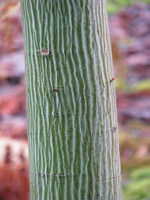 Érable de david (Acer davidii)