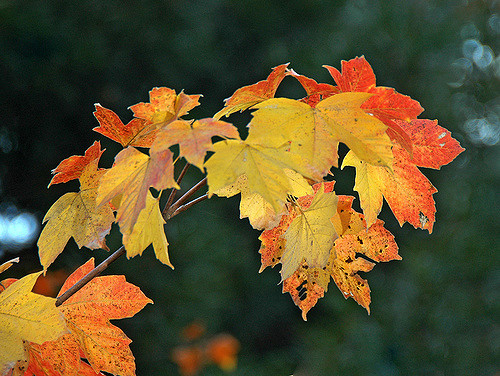 Acer diabolicum