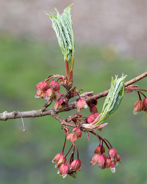 Acer diabolicum