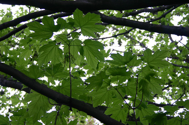 Acer diabolicum