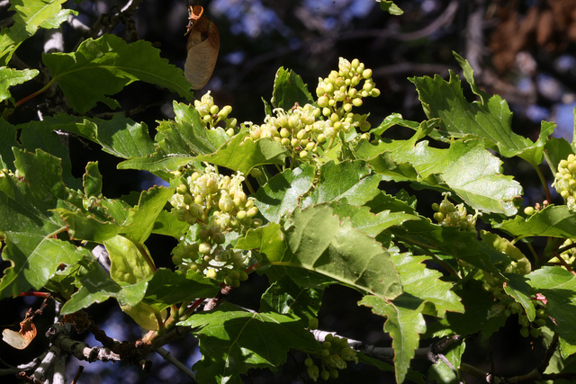 Érable du fleuve amour (Acer ginnala)