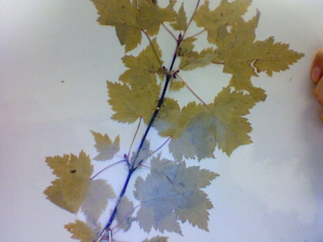 Érable nain (Acer glabrum)